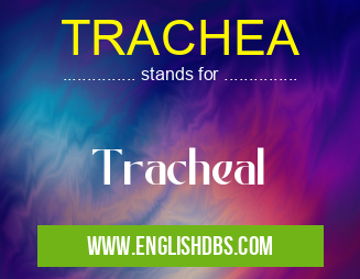 TRACHEA